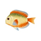 Tallrik fisk rainbow