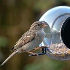 Bird feeder with suction cup