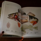 Bok Abborrbibeln