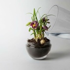 Drivhus Grow Glass M