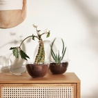Grow Glass Greenhouse L