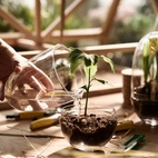 Grow Glass Greenhouse L