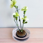 Blomsterfakir Dia 7 cm