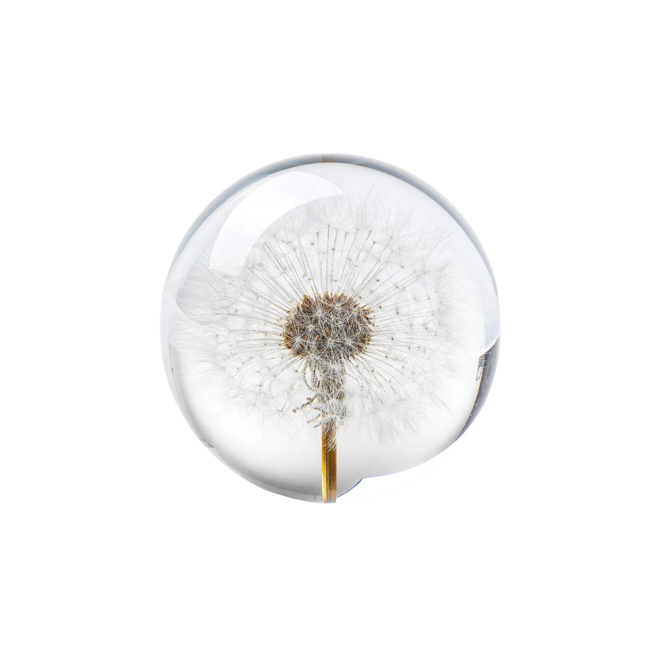 Paperweight Dandelion 8 cm