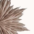 Helena Advent Star 44 cm Beige