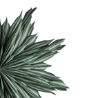 Helena Advent Star 44 cm Green