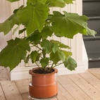 Kruka Wet Pot L
