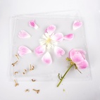 Blomsterpresse Ängsfälla Vindu