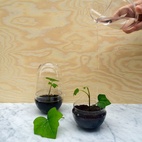Växthus Grow Glas S